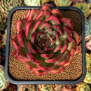 newsuccyplant39.jpeg