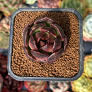 newsuccyplant3.jpeg