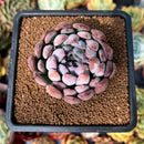 newsuccyplant40.jpeg