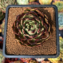 newsuccyplant42.jpeg