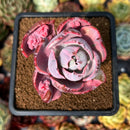 newsuccyplant45.jpeg