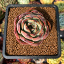newsuccyplant47.jpeg