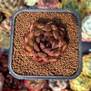 newsuccyplant4.jpeg