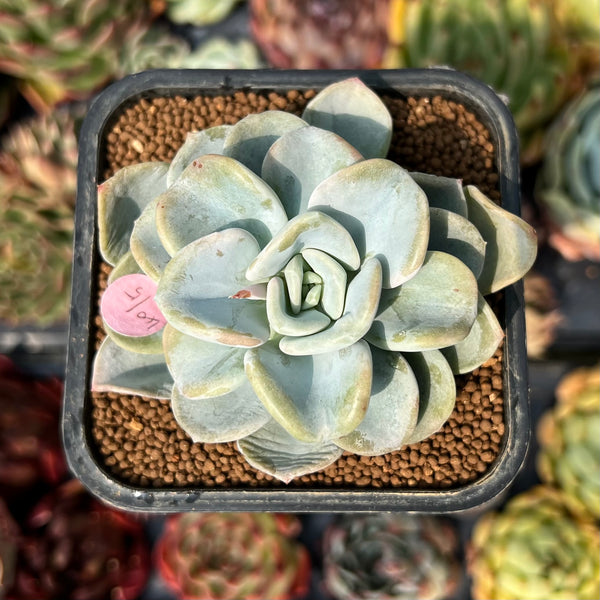orpet succulent Pachyveria 'Orpet' 2" Succulent Plant – True Succulents Plant Co