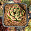 newsuccyplant51.jpeg