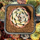 newsuccyplant53.jpeg
