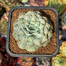 newsuccyplant54.jpeg