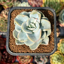 newsuccyplant55.jpeg