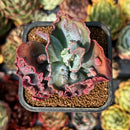 newsuccyplant56.jpeg