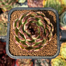 newsuccyplant57.jpeg