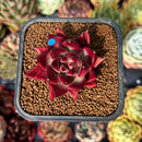 newsuccyplant5.jpeg