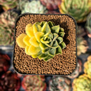 newsuccyplant65.jpeg