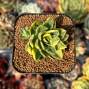 newsuccyplant66.jpeg