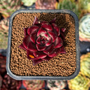 newsuccyplant6.jpeg