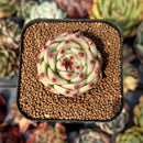 newsuccyplant78.jpeg