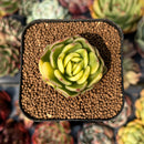 newsuccyplant80.jpeg