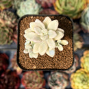 newsuccyplant82.jpeg