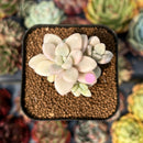 newsuccyplant84.jpeg