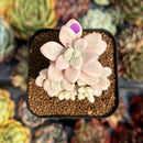 newsuccyplant85.jpeg