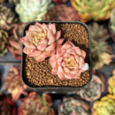 succulent cherry Echeveria 'Red Cherry' 1" Succulent Plant – True Succulents Plant Co