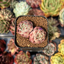 Echeveria 'Omphalos' 1" Succulent Plant