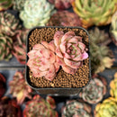 newsuccyplant90.jpeg