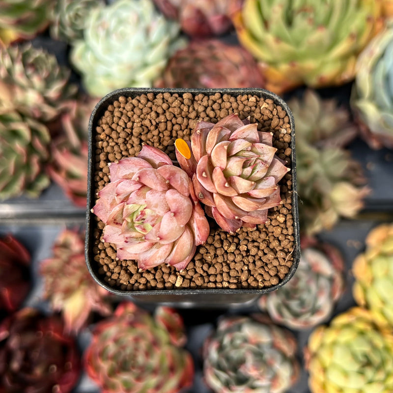 echeveria red succulents Echeveria 'Red Cherry' 1" Succulent Plant – True Succulents Plant Co