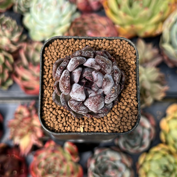 black pearl succulent Echeveria 'Black Pearl' 1" Succulent Plant – True Succulents Plant Co