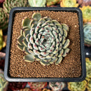 newsuccyplant96.jpeg