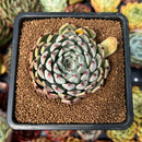 newsuccyplant97.jpeg