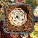 newsuccyplant9.jpeg