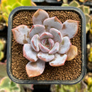 plantaroni111.jpeg