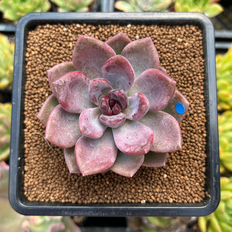 tulip succulent Echeveria 'Pink Tulip' 2"-3" New Hybrid Succulent Plant – True Succulents  Plant Co