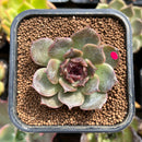 plantaroni193.jpeg