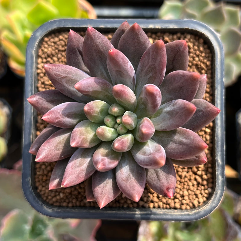 succulent with fingers Pachyphytum 'Angels Finger' 2" Succulent Plant – True Succulents Plant Co
