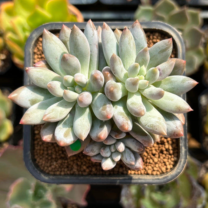mature succulents Pachyphytum 'Love Beauty' 2" Succulent Plant – True Succulents Plant Co