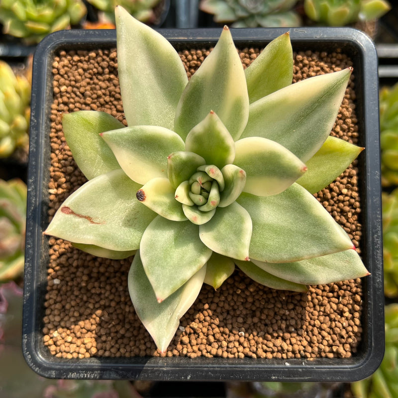 agavoides succulent Echeveria Agavoides 'Maria' Variegated 3" Succulent Plant