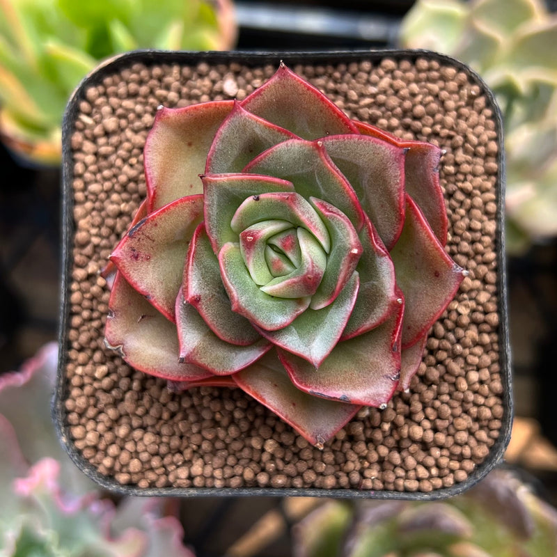 succulent color apple Echeveria 'Apple' 2" Succulent Plant – True Succulents Plant Co