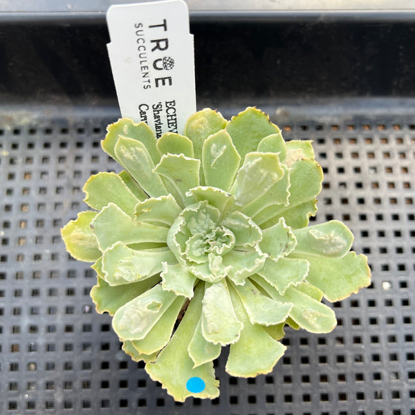 shaviana succulent Echeveria 'Shaviana' Caunculated 2" Succulent Plant
