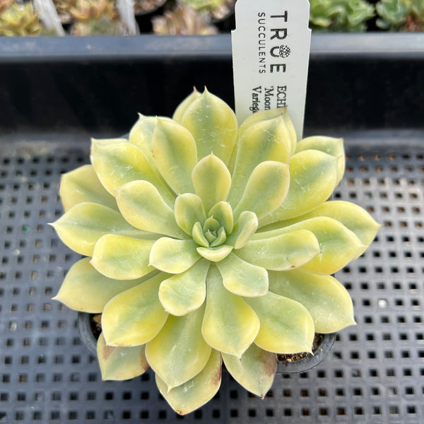 Echeveria 'Moon Fairy' Variegated 3