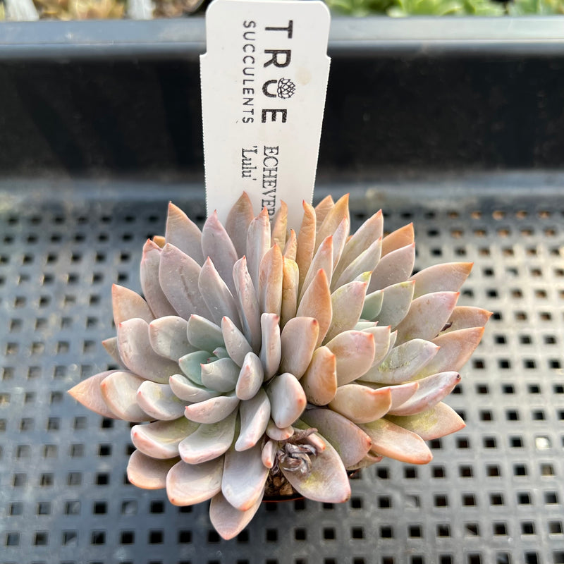 lulu succulents Echeveria 'Lulu' 1" Succulent Plant