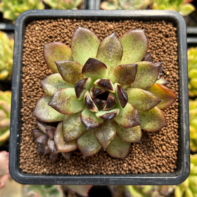 black succulents for sale near me Echeveria 'Black Rose' Hybrid 3"-4" Succulent Plant