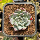 plantaroni79.jpeg