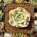 smallplantaru100.jpeg