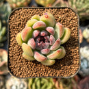 smallplantaru101.jpeg