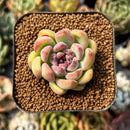 smallplantaru102.jpeg