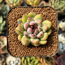 smallplantaru103.jpeg