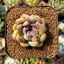 smallplantaru104.jpeg