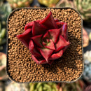 smallplantaru109.jpeg