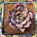smallplantaru10.jpeg